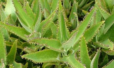 Tintura de Kalanchoe para o tratamento de varizes